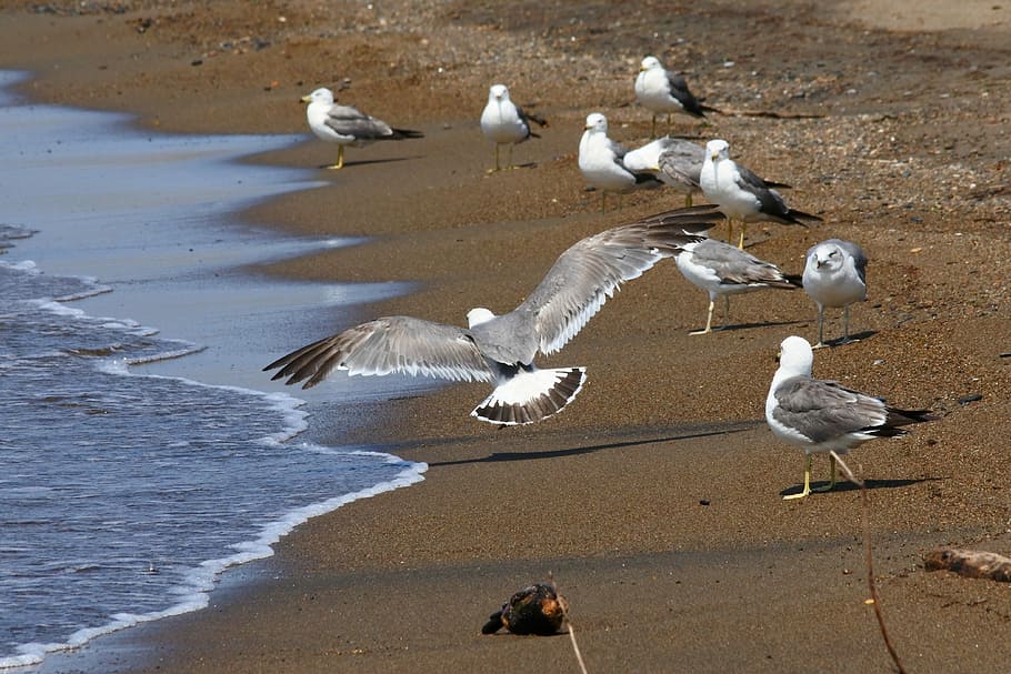 animal-sea-beach-seabird.jpg