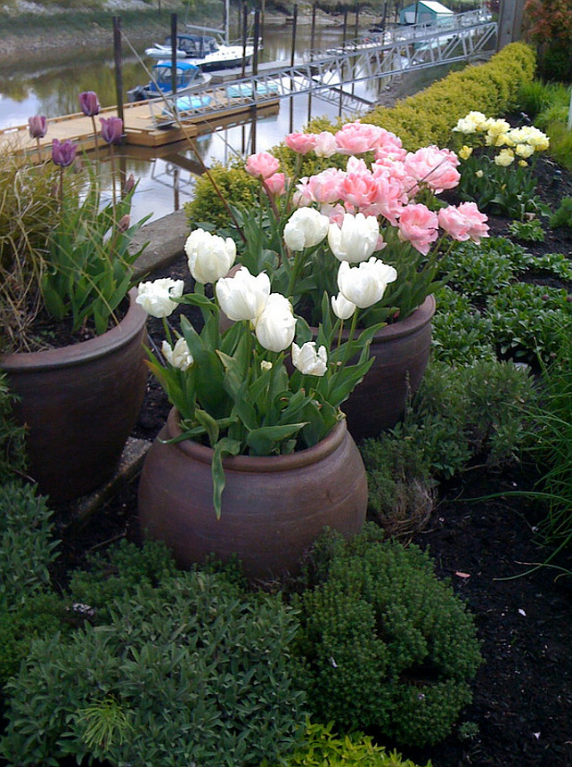 arden-pink-flowers.-Pots.jpg