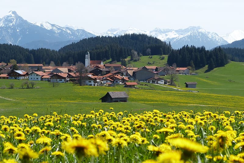 brow-near-green-trees-and-mountains-during-daytime.jpg