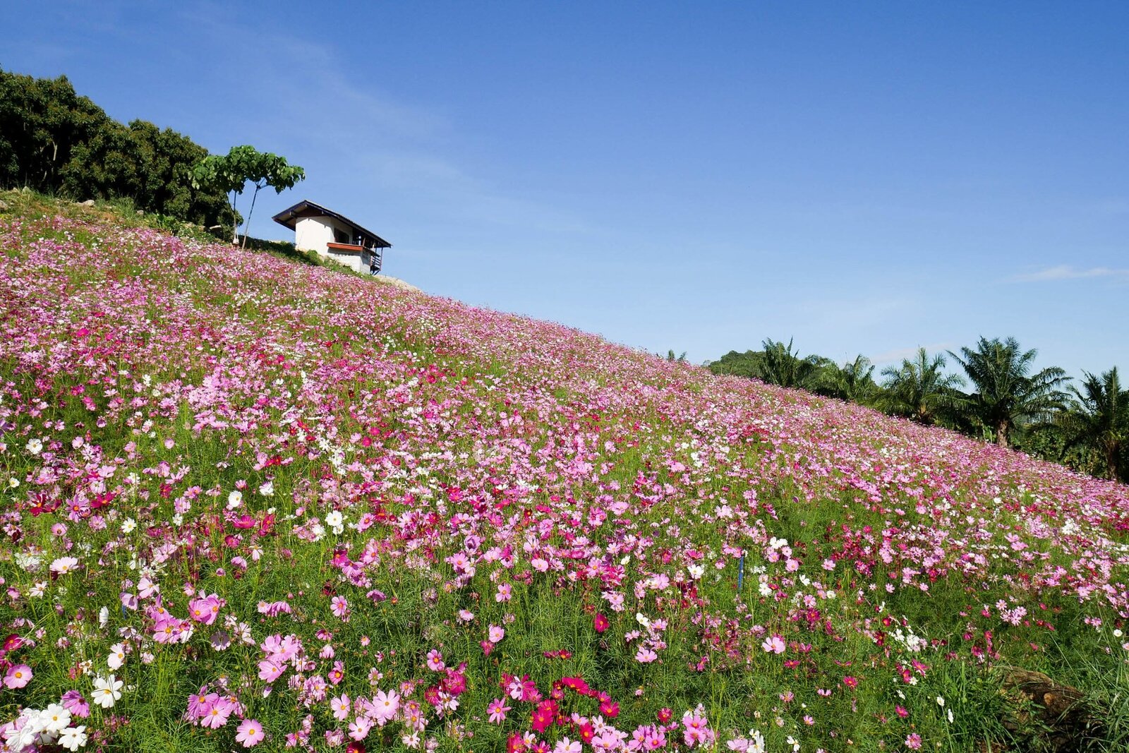 Cosmos-Flower-Field-in-Rayong-13.jpg