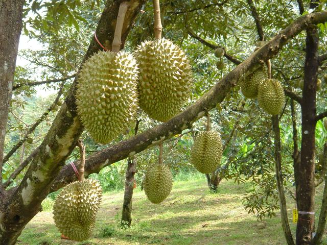 DurianTree.jpg
