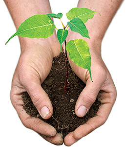 Hands_Bodih_Tree1.jpg