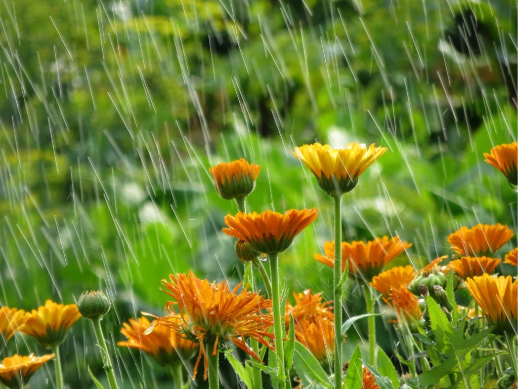 how-to-prepare-for-rain-after-drought-1024x768.jpg