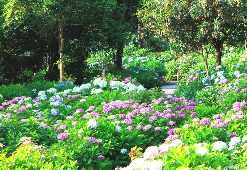 hydrangea-garden.jpg