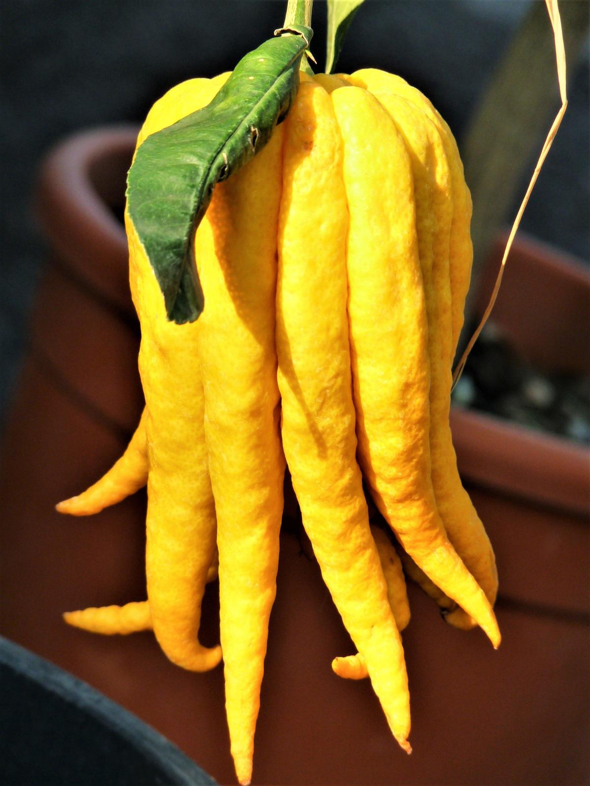 jennie-geisler-buddhas-hand-nicer-than-it-looks-goerie-com.jpg