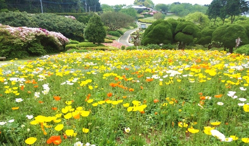 nokonoshima0430c.jpg