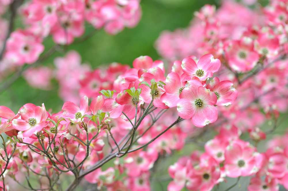 pink-dogwood-blossoms.jpg