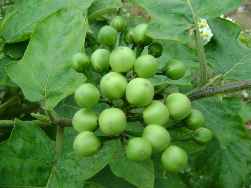 solanum_04.jpg