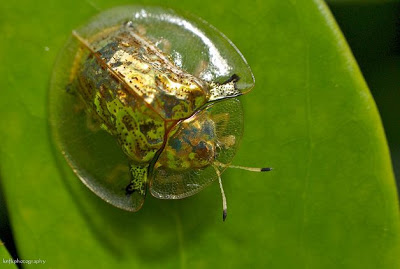 The+Golden+Tortoise+Beetle2.jpg