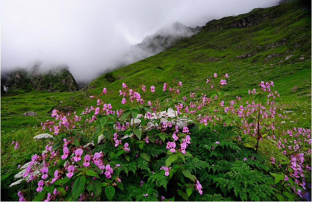 valleyofflowers_byyak015.jpg