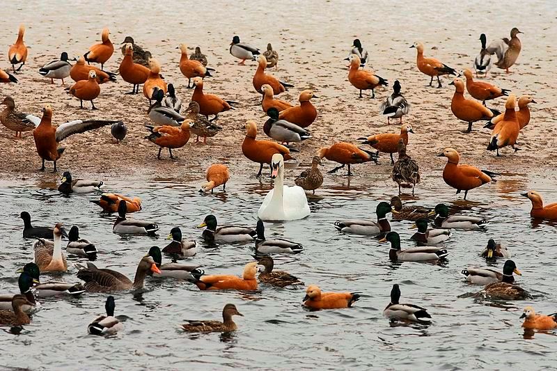 Water_birds_in_winter.jpg